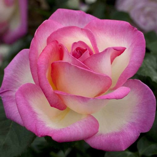 E-commerce, vendita, rose, in, vaso rose climber - bianco-rosa - Rosa Princesse De Monaco® Gpt - rosa dal profumo discreto - Unknown Australian origin - ,-